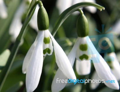 Grumpy Snowdrop Stock Photo