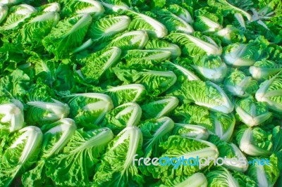 Gruop Of Scattered Chinese Cabbage Stock Photo