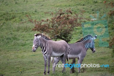 Grévy's Zebra (equus Grevyi) Stock Photo