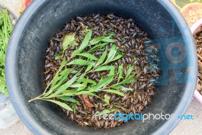 (gryllus) ,portentosus On Basin In Market Stock Photo