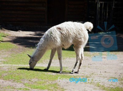 Guanaco In City Zoo Stock Photo