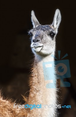 Guanaco (lama Guanicoe). Torres Del Paine National Park, Patagon… Stock Photo