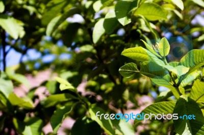 Guava Tree Leaves Stock Photo