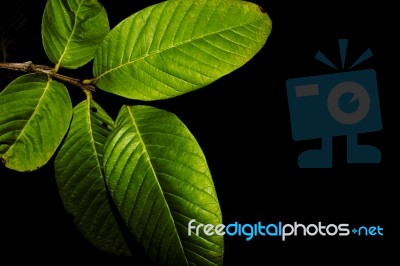 Guava Tree Leaves At Night Stock Photo