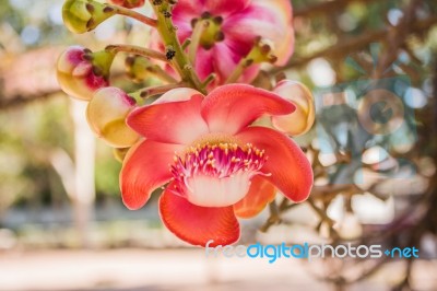 Guianensis Or Cannonball Tree Stock Photo