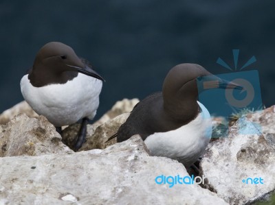 Guillemot Uria Aalge Stock Photo