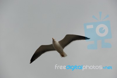 Gull Stock Photo