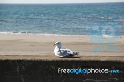 Gull Stock Photo