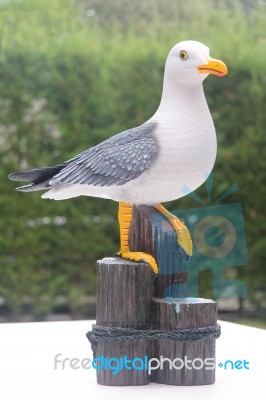 Gull Stock Photo