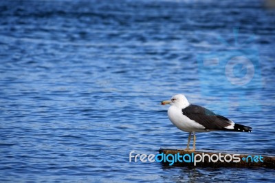 Gull On The Rock Stock Photo