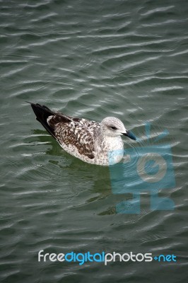 Gull On The Water Stock Photo