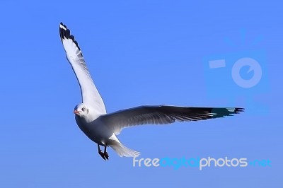 Gull, Seagull Stock Photo