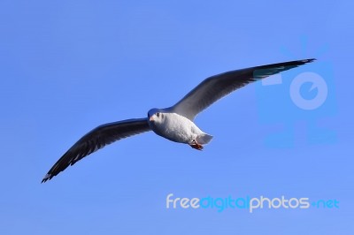 Gull, Seagull Stock Photo