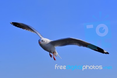 Gull, Seagull Stock Photo