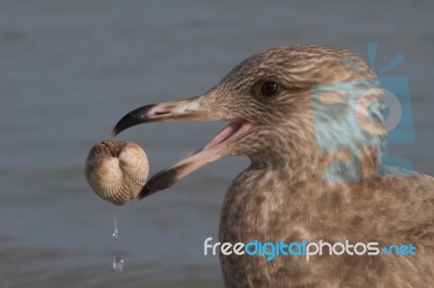 Gull With Seashell Stock Photo