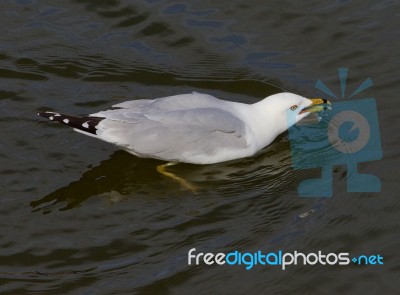 Gulp Stock Photo