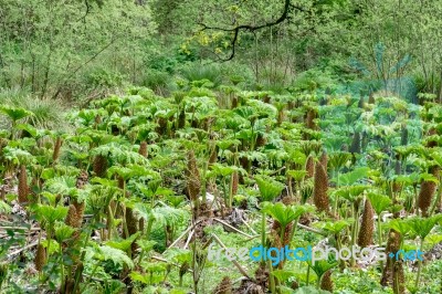 Gunnera Stock Photo