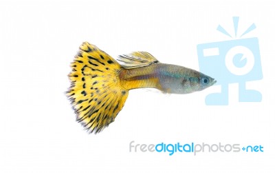 Guppy Fish Isolated On White Background Stock Photo