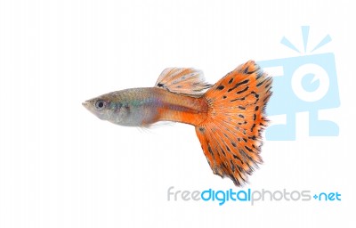 Guppy Fish Isolated On White Background Stock Photo