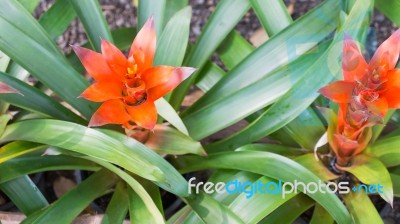 Guzmania Flowers Stock Photo