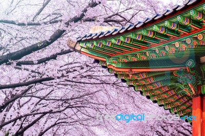 Gyeongbokgung Palace With Cherry Blossom In Spring,korea Stock Photo