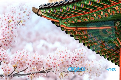 Gyeongbokgung Palace With Cherry Blossom In Spring,korea Stock Photo