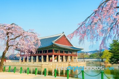 Gyeongbokgung Palace With Cherry Blossom In Spring,korea Stock Photo