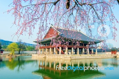 Gyeongbokgung Palace With Cherry Blossom In Spring,korea Stock Photo