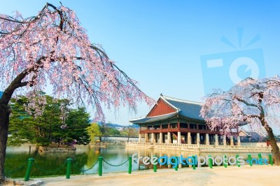 Gyeongbokgung Palace With Cherry Blossom In Spring,korea Stock Photo