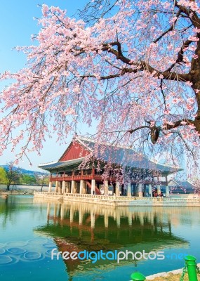 Gyeongbokgung Palace With Cherry Blossom In Spring,korea Stock Photo