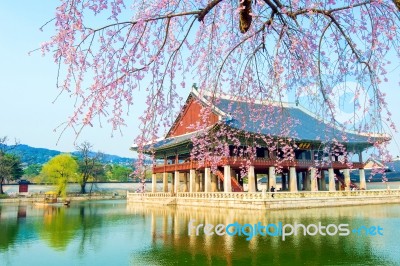 Gyeongbokgung Palace With Cherry Blossom In Spring,korea Stock Photo