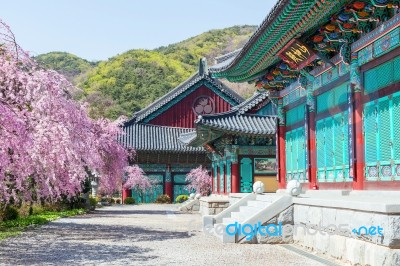 Gyeongbokgung Palace With Cherry Blossom In Spring,korea Stock Photo