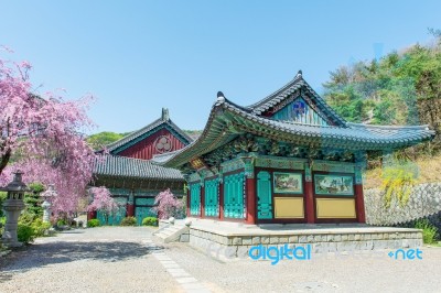 Gyeongbokgung Palace With Cherry Blossom In Spring,korea Stock Photo