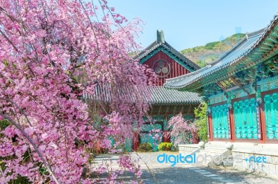 Gyeongbokgung Palace With Cherry Blossom In Spring,korea Stock Photo