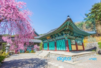 Gyeongbokgung Palace With Cherry Blossom In Spring,korea Stock Photo