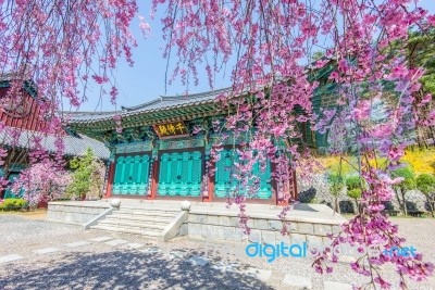 Gyeongbokgung Palace With Cherry Blossom In Spring,korea Stock Photo