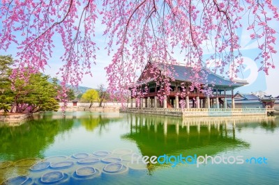 Gyeongbokgung Palace With Cherry Blossom In Spring,south Korea Stock Photo