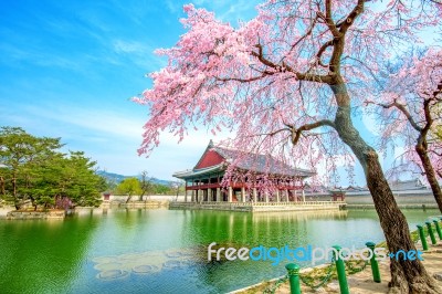 Gyeongbokgung Palace With Cherry Blossom In Spring,south Korea Stock Photo