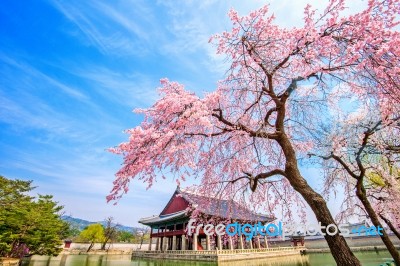 Gyeongbokgung Palace With Cherry Blossom In Spring,south Korea Stock Photo