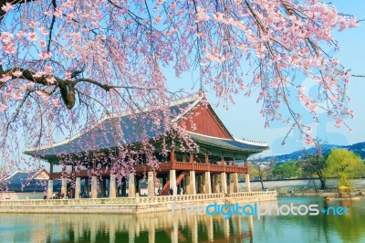 Gyeongbokgung Palace With Cherry Blossom In Spring,south Korea Stock Photo