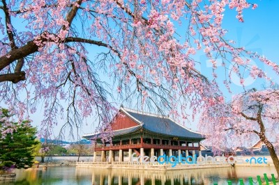 Gyeongbokgung Palace With Cherry Blossom In Spring,south Korea Stock Photo