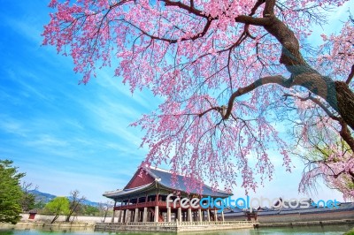 Gyeongbokgung Palace With Cherry Blossom In Spring,south Korea Stock Photo