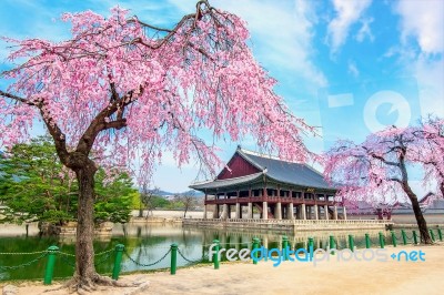 Gyeongbokgung Palace With Cherry Blossom In Spring,south Korea Stock Photo