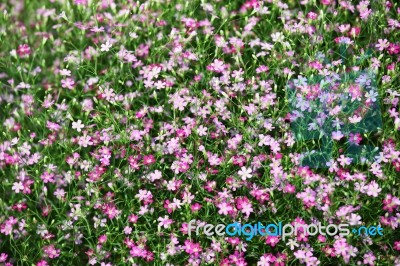 Gypsophila Flower Stock Photo