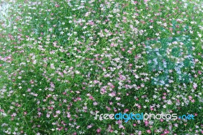 Gypsophila Flowers Stock Photo