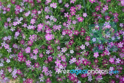 Gypsophila Flowers  Stock Photo