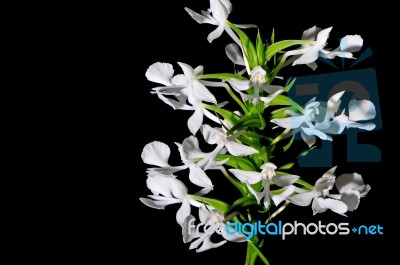 Habenaria Stock Photo