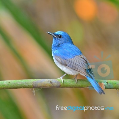 Hainan Blue Flycatcher Bird Stock Photo