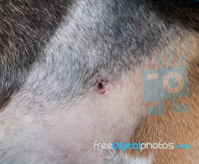 Hair Shaving And Wound With Suture Of Beagle Dog Stock Photo