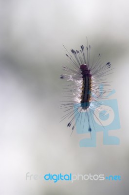 Hairy Caterpillar Stock Photo